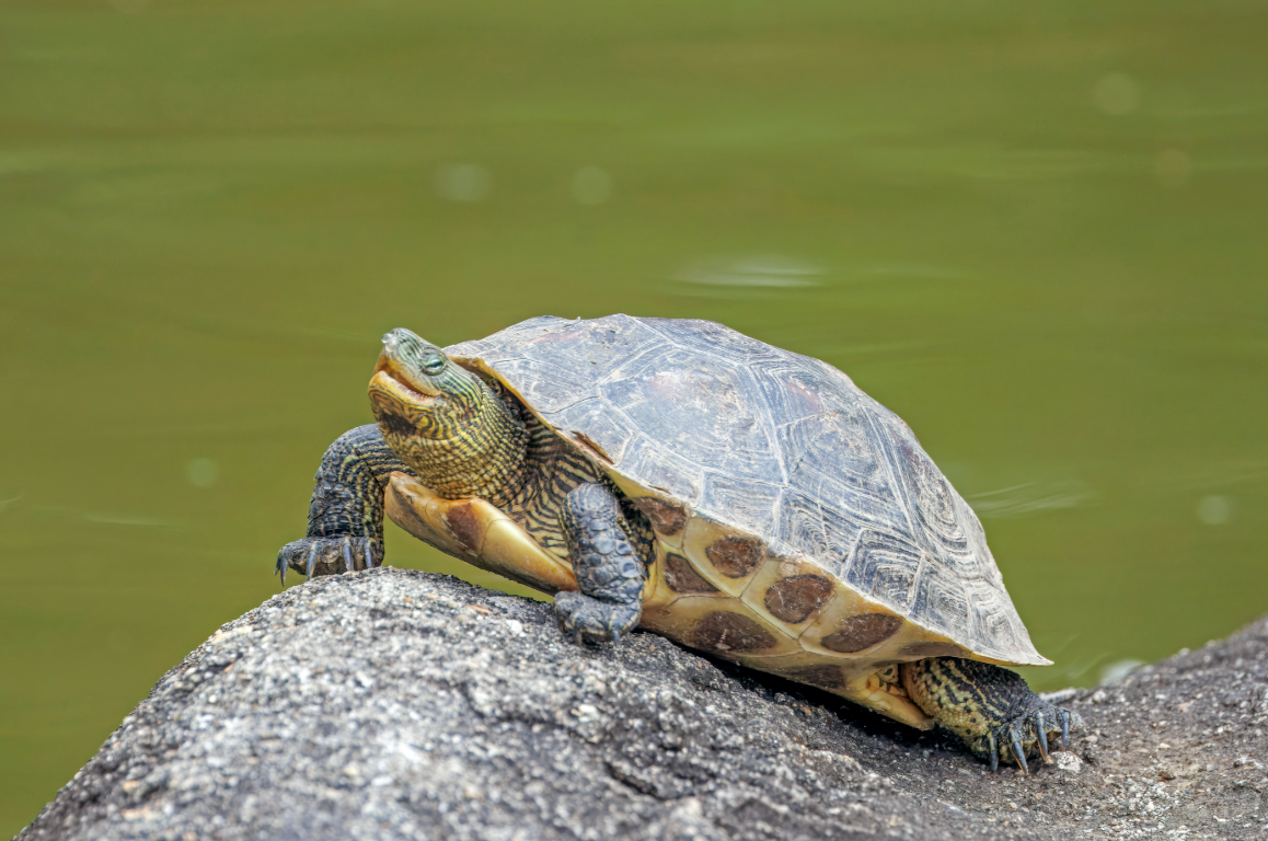 Golden Thread Turtle